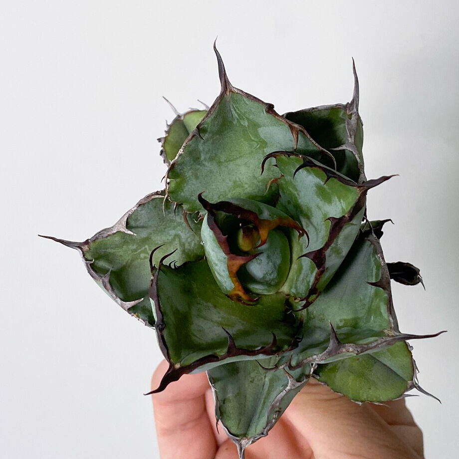 アガベ チタノタ ブラックアンドブルー 