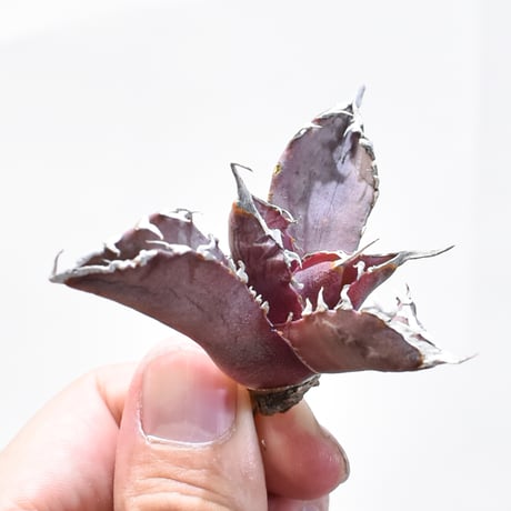 アガベ緋紅牡丹 | STORES