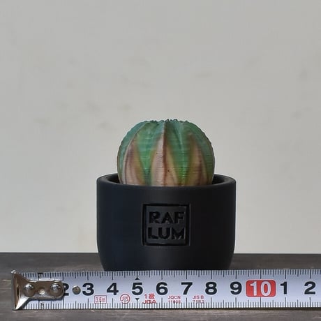 【植物フィギュア】RAFLUM × LOBINDON【Euphorbia obesa】RFLB23006