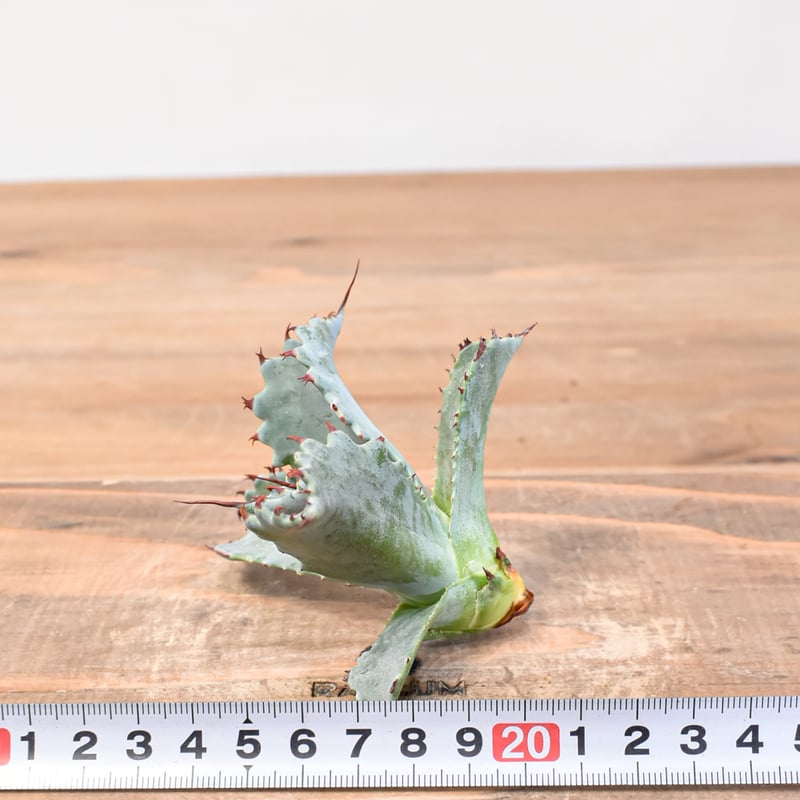 アガベ　ハイブリッド　イシスメンシスxパラサナ アガベ hybrid パラサナ×特選イシスメンシス/賴光X甲蟹特選