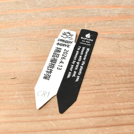 アガベ チタノタ 精品チェリーボム / "精品櫻桃炸彈"【台湾 dragon agave産/抜き苗/中株】C81