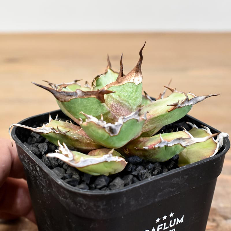 アガベ チタノタ DENNIS043【台湾DENNIS産/発根済み/子株】DN2501002