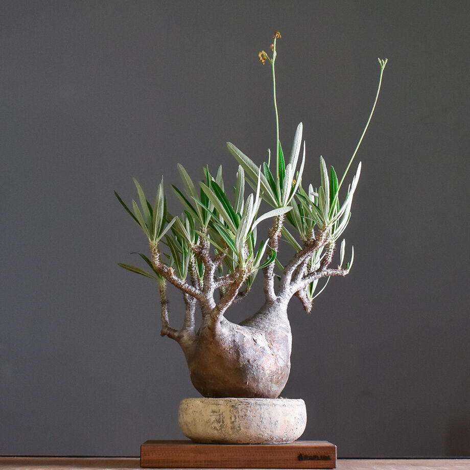 パキポディウム・グラキリス(大株) パキポディウム グラキリス 大株【イチ押し！パキポディウム系の人気者