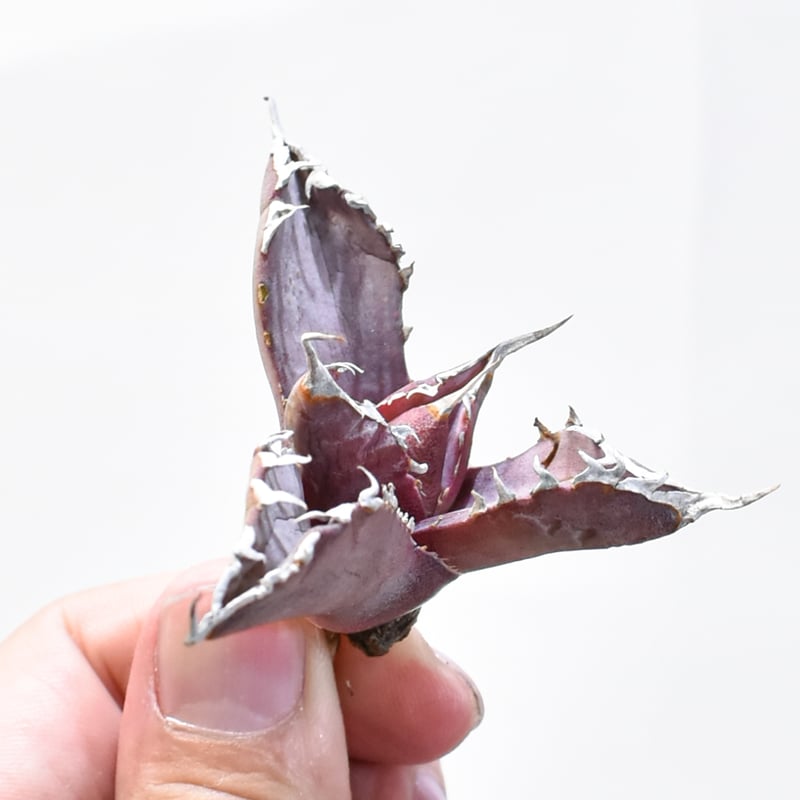 特選抜 魔丸 アガベ チタノタ 親株 レア品種 管理No.18321784】アガベ チタノタ 魔丸（発根済） ｜ Agave Titanot