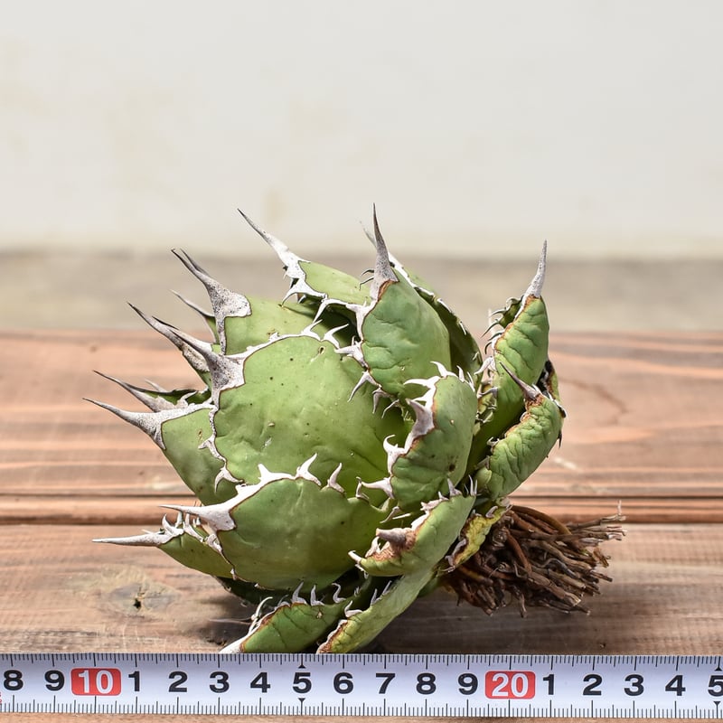 アガベ チタノタ 