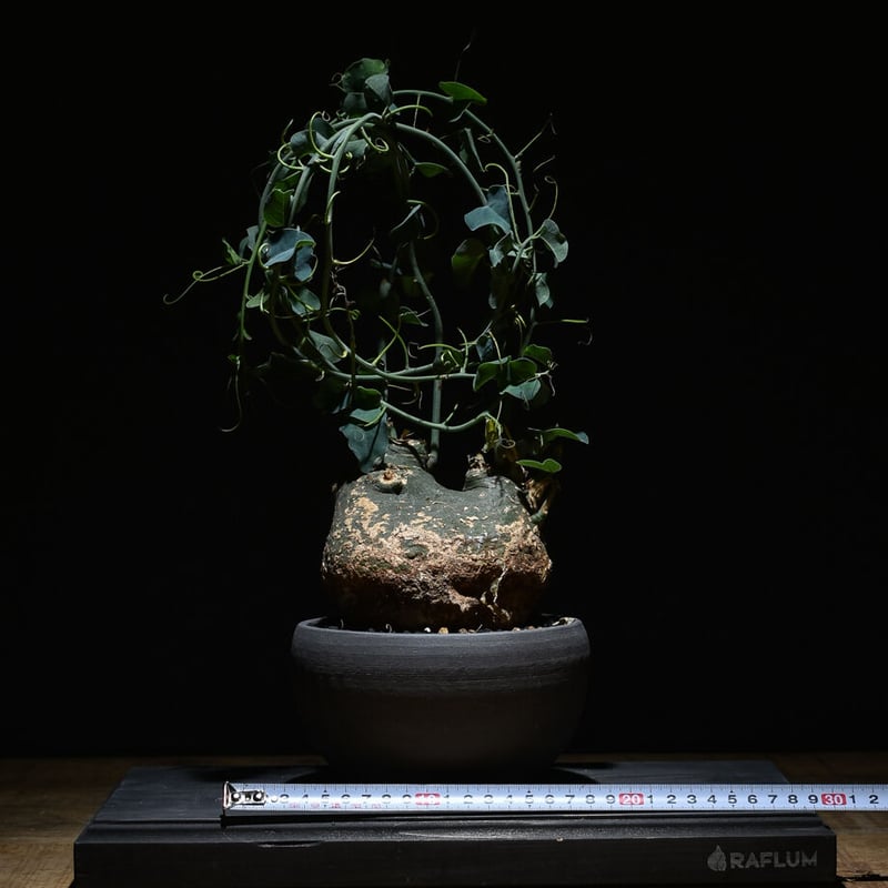 アデニアスピノーサ （発根済み）Mサイズ RF22896 | RAFLUM / ラフラム