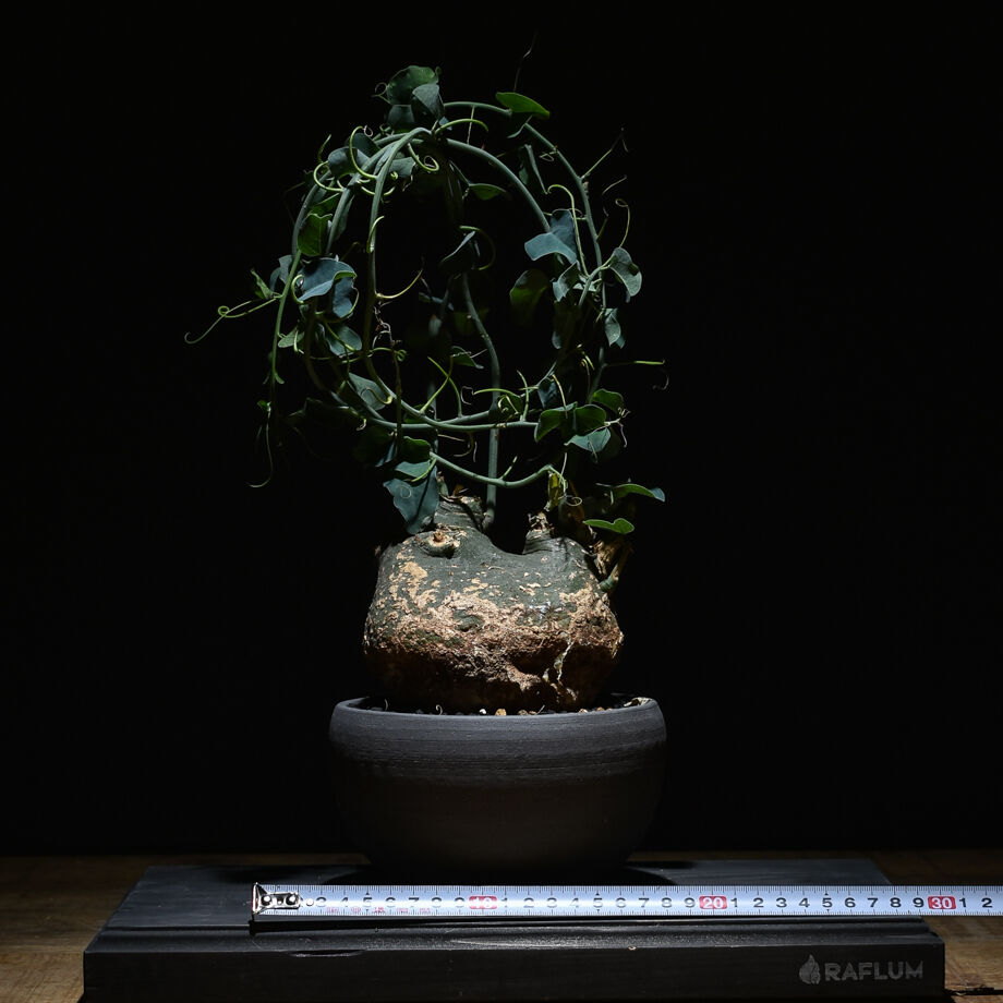 アデニアスピノーサ （発根済み）Mサイズ RF22896 | RAFLUM / ラフラム