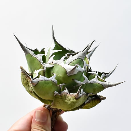 アガベ チタノタ "精品ハデス" / 精品黒帝斯、精品恐竜牙歯 【台湾 dragon agave産/中株/抜き苗】E