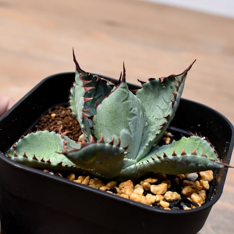 アガベ ハイブリット （パラサナ、イシスメンシス）×曙光【台湾botanical_seeker産】B