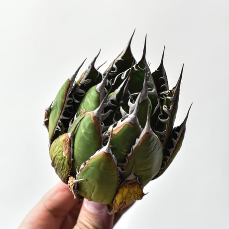 アガベ 精品ホリダ "精品狂刺霍利達"【台湾 dragon agave産/中株/抜き苗】A96