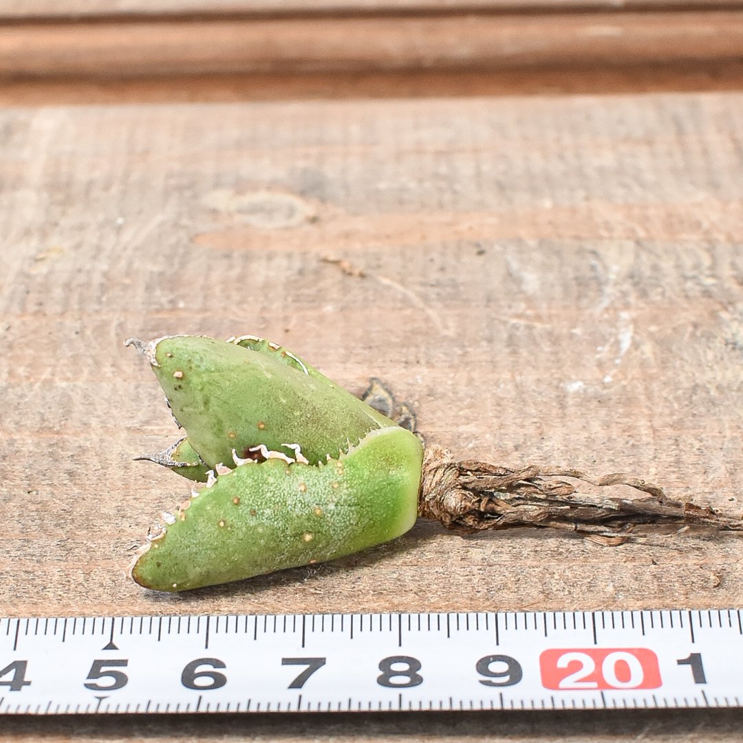 Berlin \"麻花龍\" 子株　発根済み Berlin 