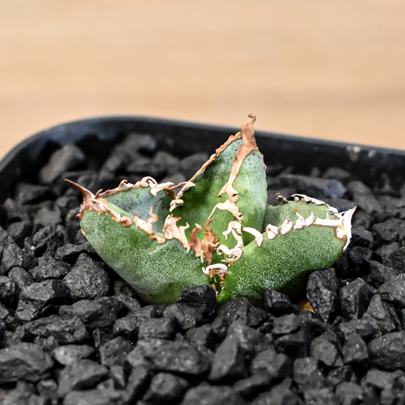 アガベ チタノタ Shi-hao 