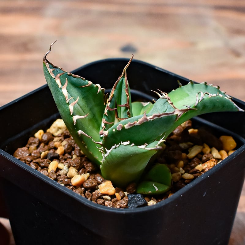 アガベ　チタノタ　黒鯨錦 dc35de1e9648b8a2dbe72c7fd87fcd