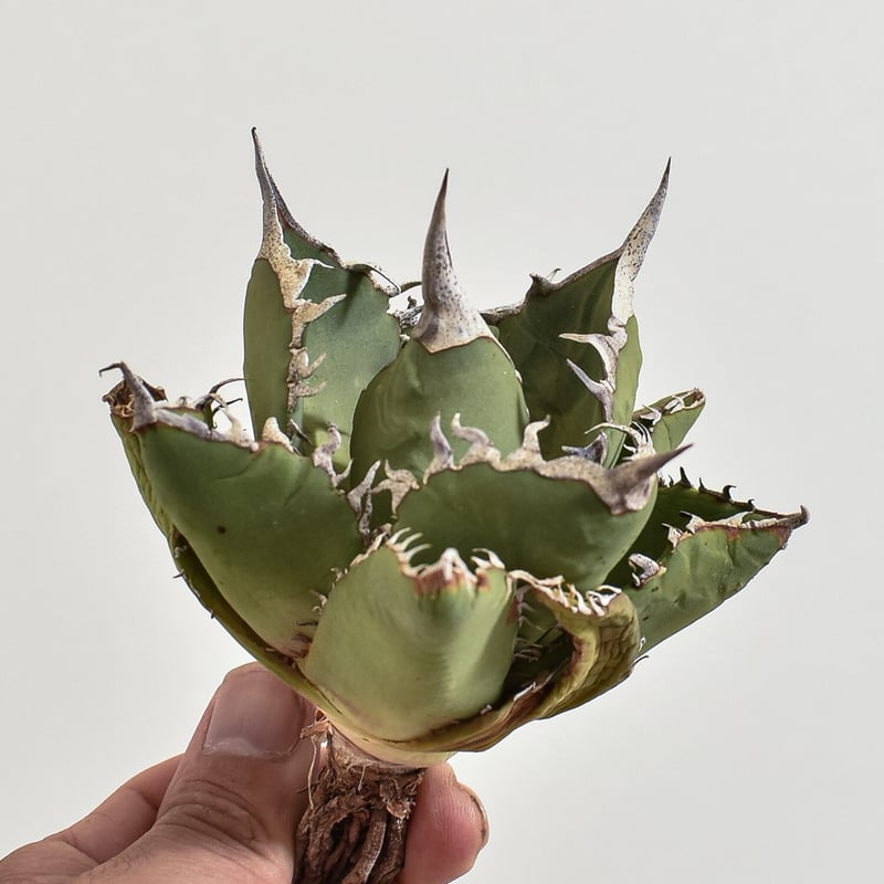 アガベ チタノタ 小島白刺 【台湾 dragon agave産/抜き苗/中株