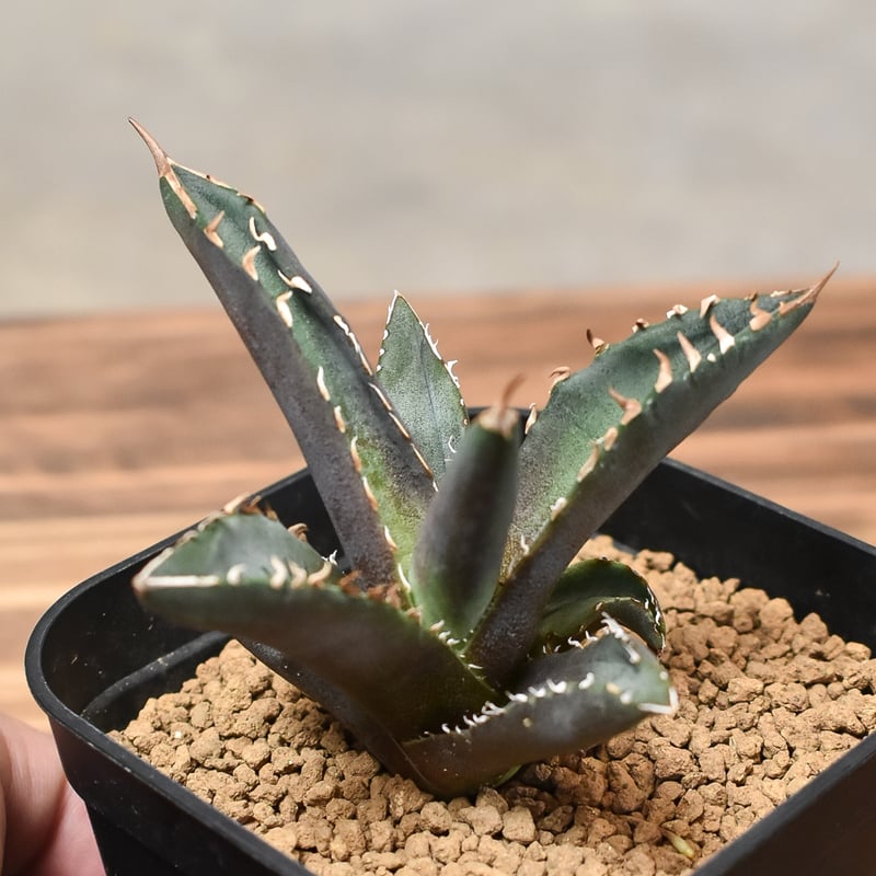 アガベ チタノタ ホワイトファイヤー子株 funky plants】トニー血統