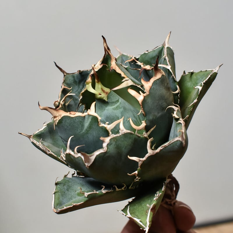 アガベ チタノタ 