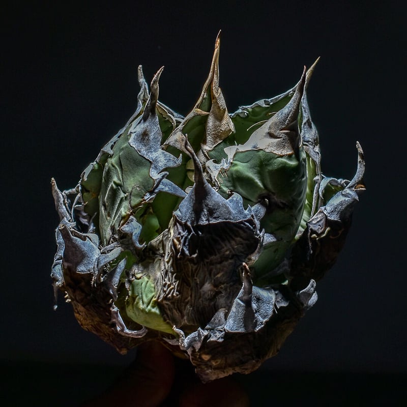 アガベ オアハカ現地球　抜き苗対応。なつ アガベ オアハカ現地球 抜き苗対応。なつ アガベ オアハカ 現地球