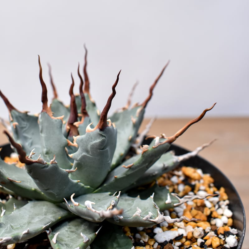 アガベ Dennis hybrid 妖炎X甲妖 /エボリスピナ×（イシスメンシス