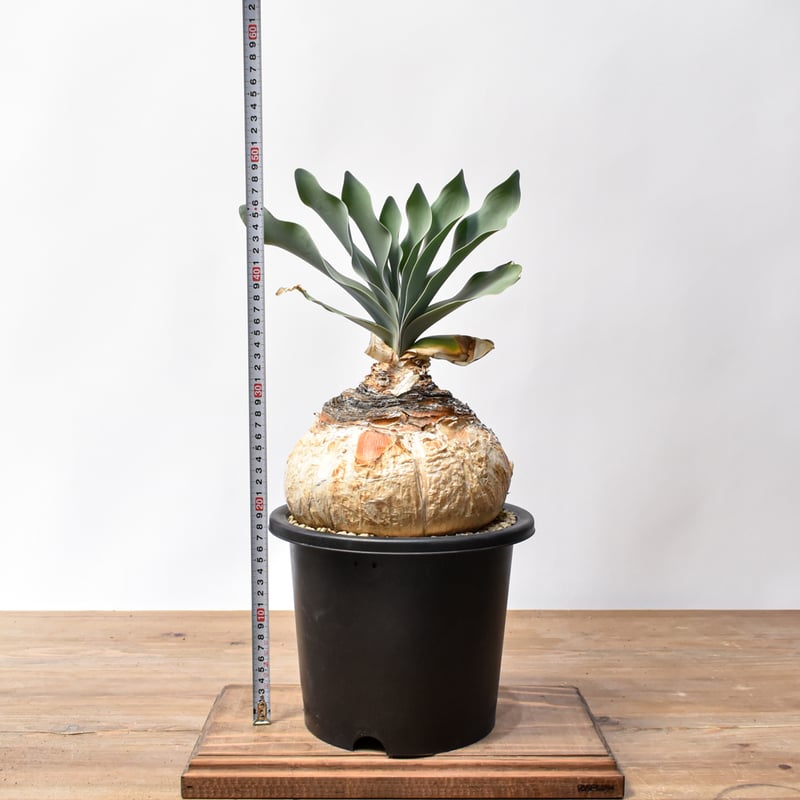 ブーファン ハエマンソイデス 