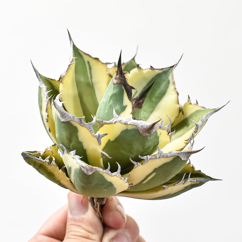 アガベ チタノタ スナグルトゥース 