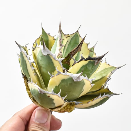 CATEGORY チタノタ スナグルトゥース | RAFLUM / ラフラム｜東京、大阪