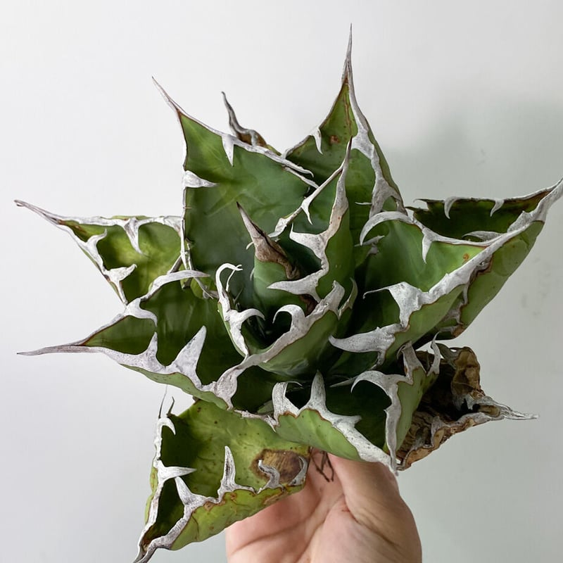 アガベ チタノタ FO-076 OLD （抜き苗販売）RF22828 | RAFLUM