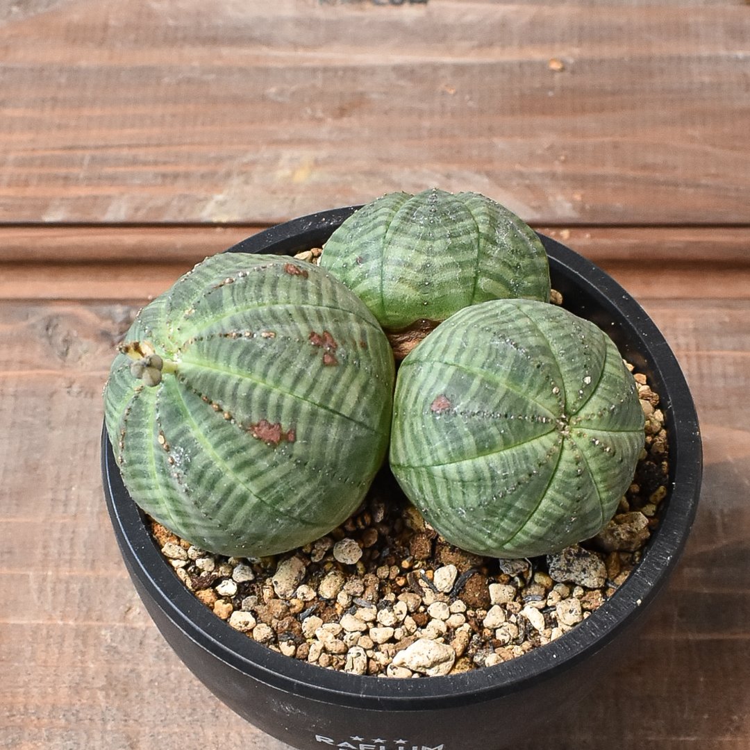 代*徳様 ユーフォルビア オベサ 2頭 ダブルヘッド 5.5cm鉢 カキコ 発根 代*徳様 ユーフォルビア オベサ 2頭 ダブルヘッド 5.5cm鉢 カキコ 発根