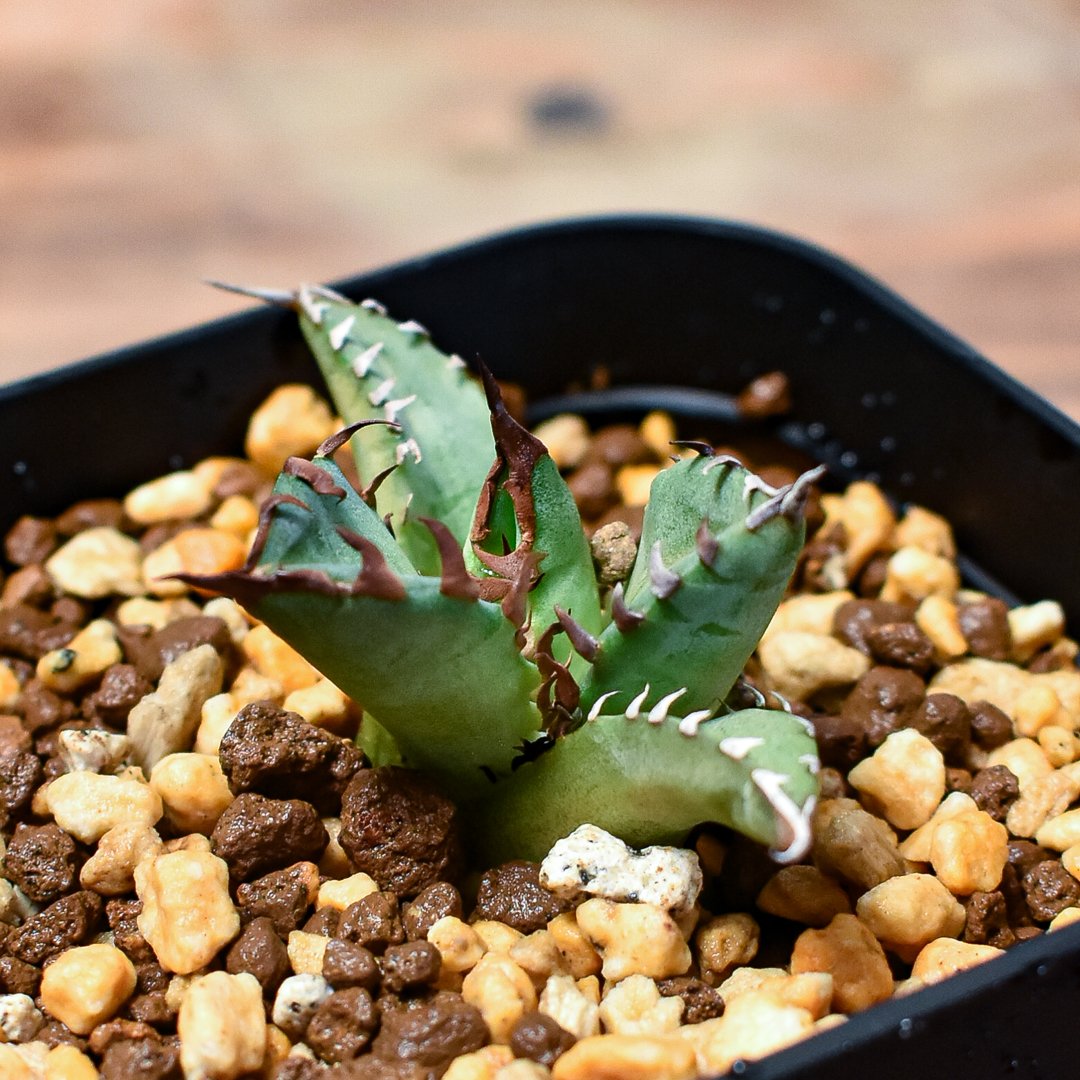 アガベ　チタノタ　ドワーフ アガベ チタノタ ドワーフ agave titanota dwarf No.2 | mana