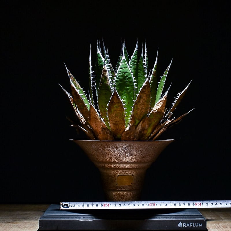 アガベ ホリダ 裏棘 陽炎 Agave Horrida SP 鉢植えのまま - 観葉植物