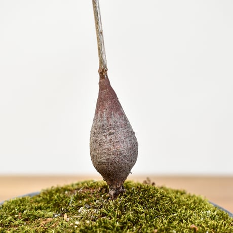 【“WACK” ON YOUR SIDE】オペルクリカリア パキプス WACK-A112