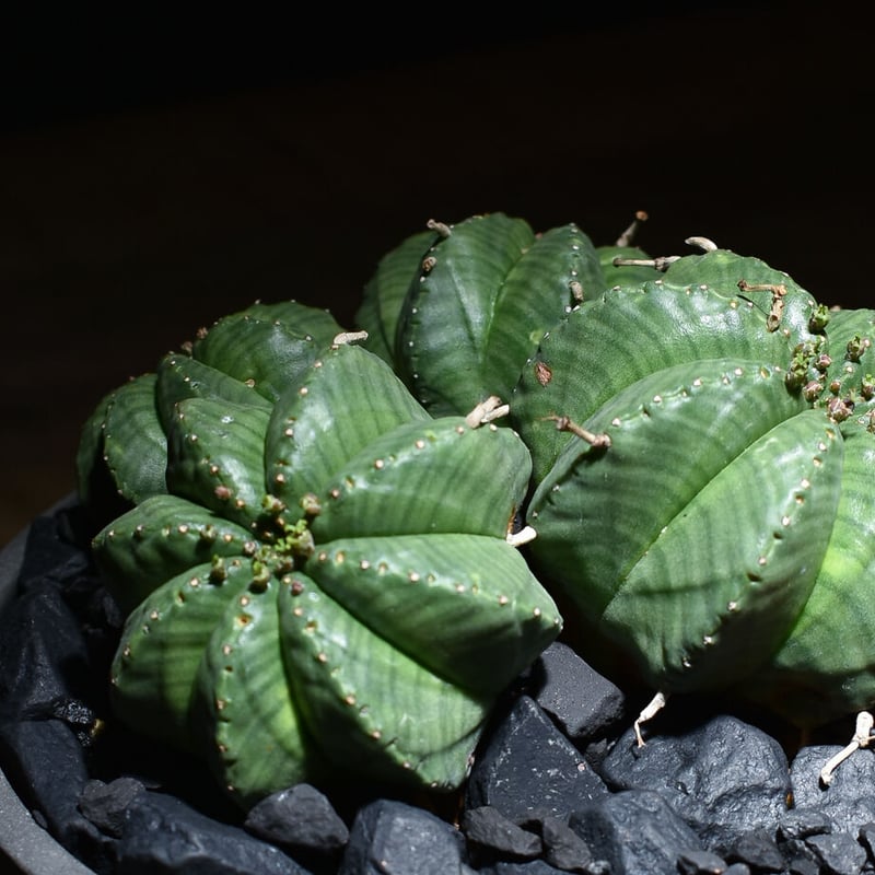 ユーフォルビア・バリダ 多頭 / 4頭 