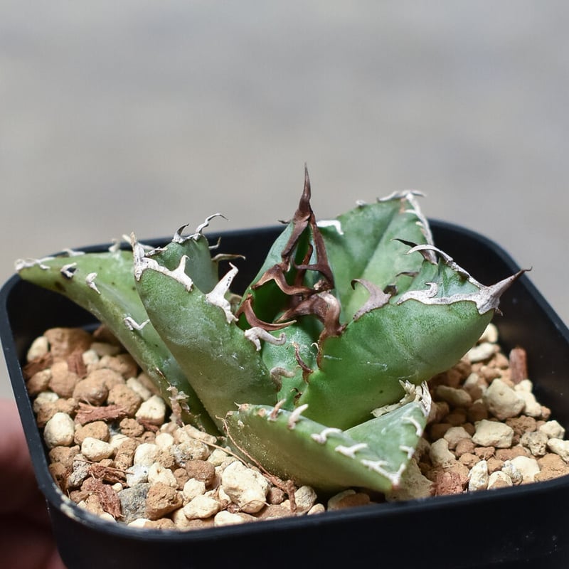 【スーパーチタノタ】CACUTUS GREEN血統、発根済み子株① アガベ チタノタ 