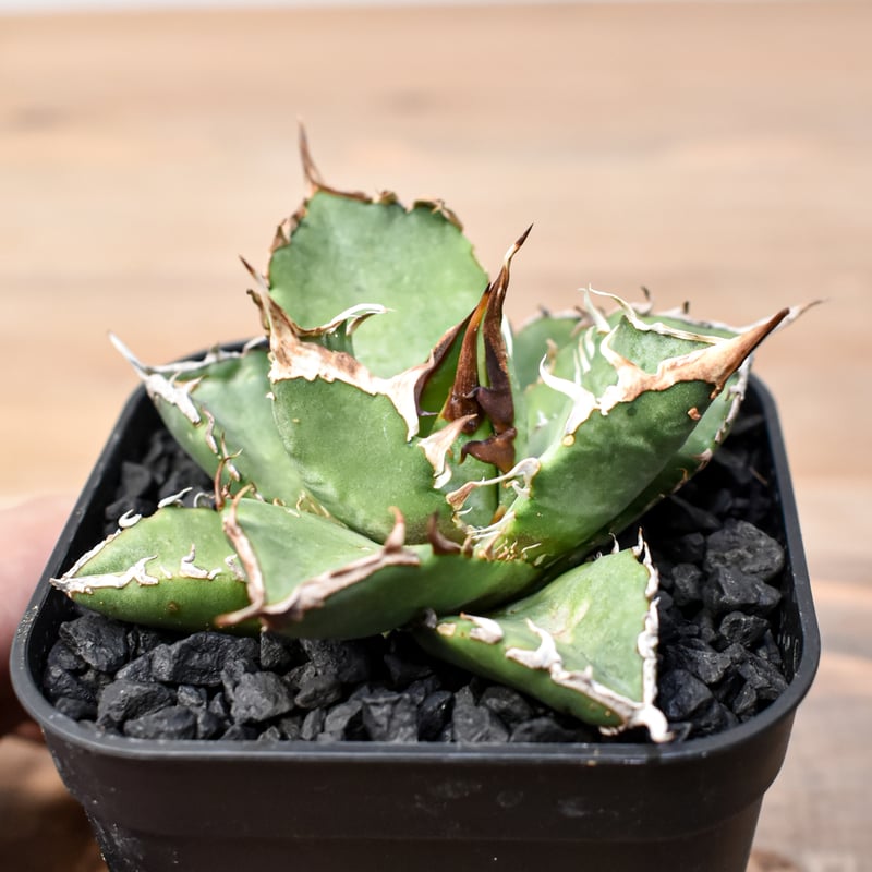 アガベ チタノタ ゼウス 