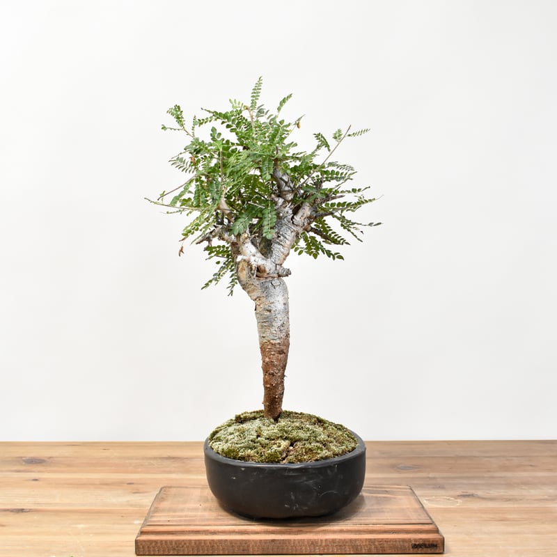 【希少】ボスウェリア ネグレクタ ブラックスキン 盆栽 希少】ボスウェリア ネグレクタ ブラックスキン 盆栽 希少