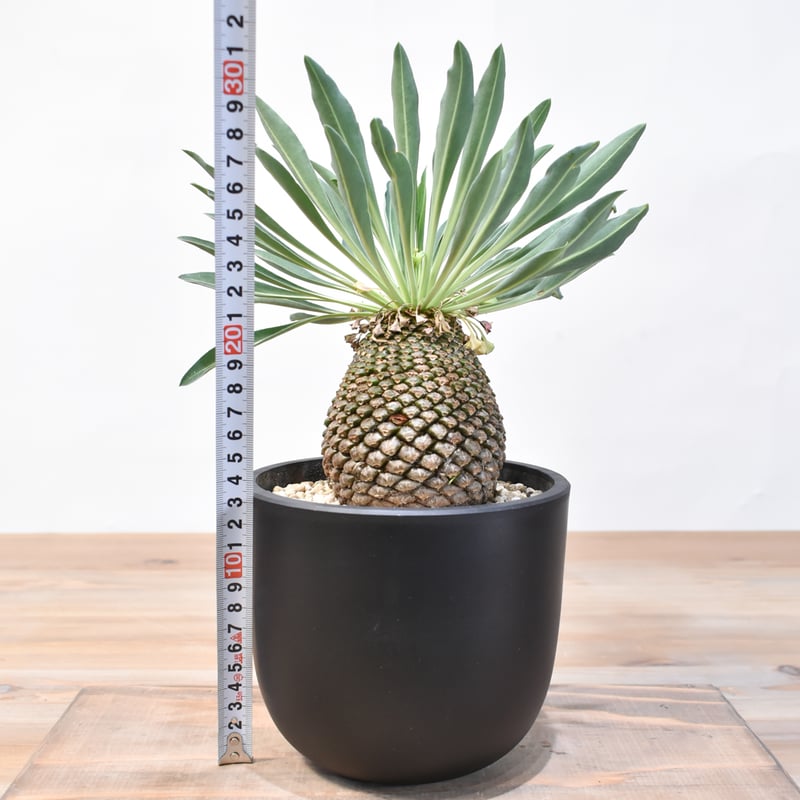 2_ユーフォルビア 鉄甲丸 特大 子株2個付き ユーフォルビア 鉄甲丸 |