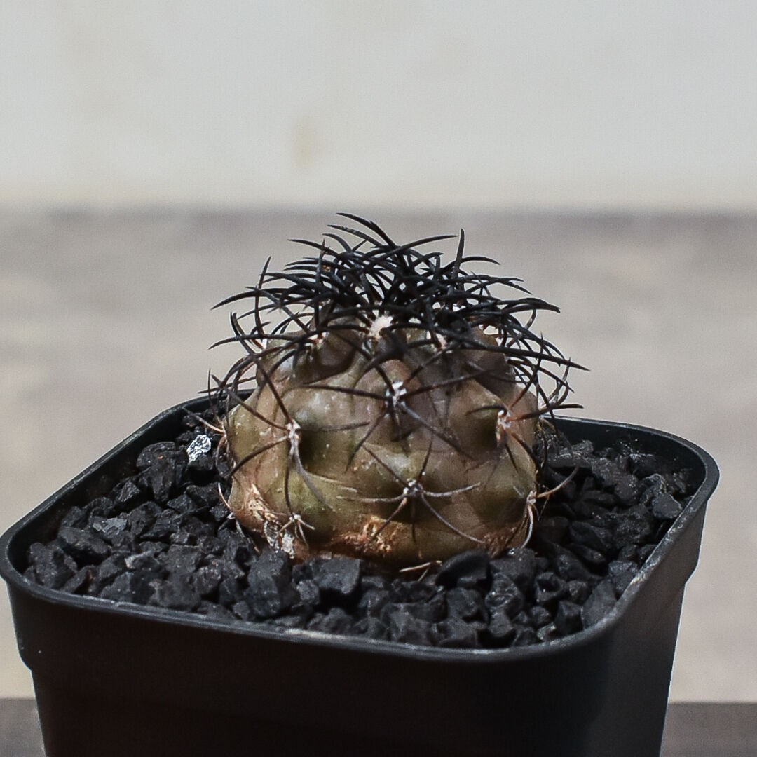 コピアポア　グリセオビオラセア コピアポア 3種セット（グリセオビオラセア・カルデラナ