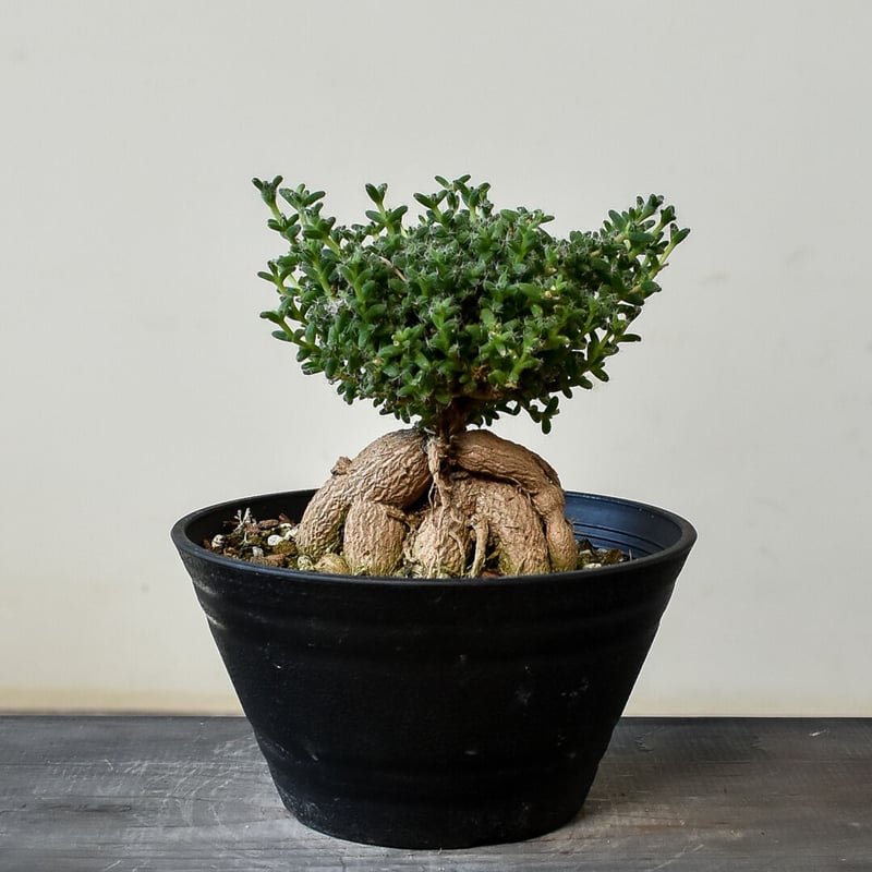 トリコディアデマ ブルボスム 