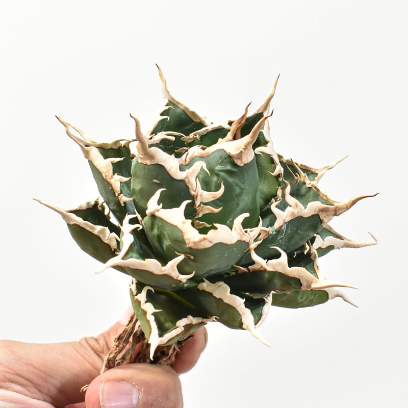 5CLAW】アガベ チタノタ 