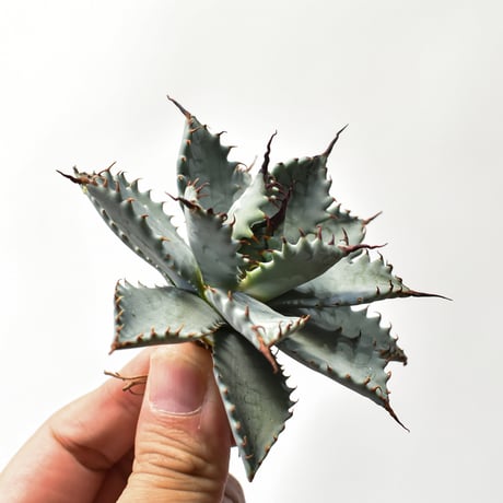 アガベ ハイブリット 特白肌怒雷神×象牙妖炎（陽炎エボリ）【台湾botanical_seeker産/選抜株】RF25011584