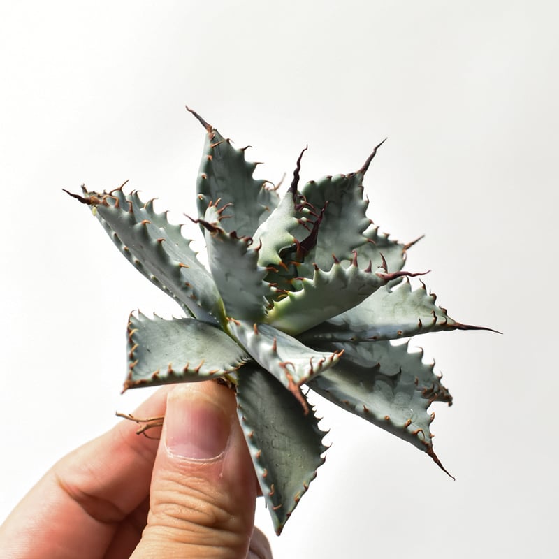 アガベ ハイブリット 特白肌怒雷神×象牙妖炎（陽炎エボリ）【台湾