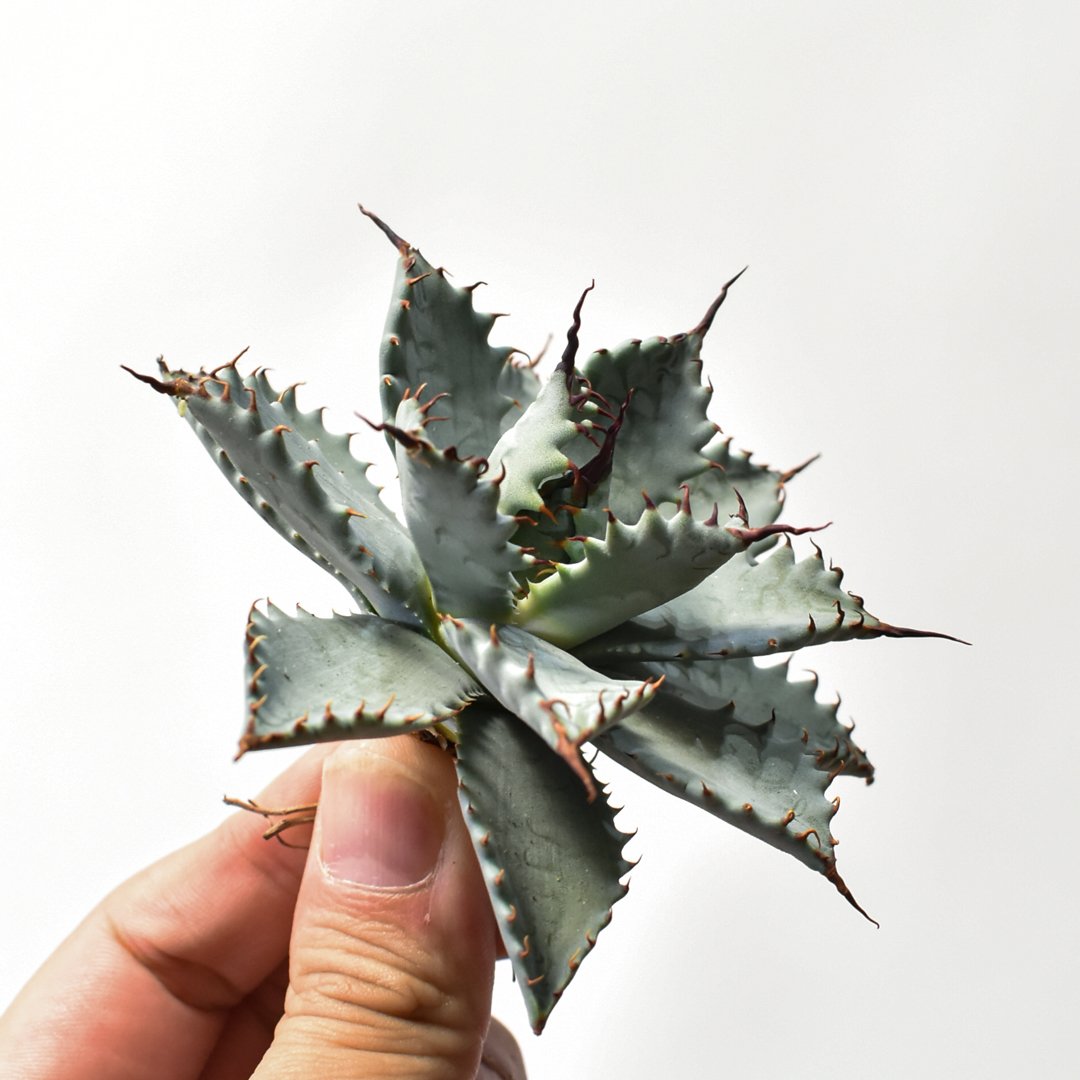 アガベ ハイブリット 特白肌怒雷神×象牙妖炎（陽炎エボリ）【台湾