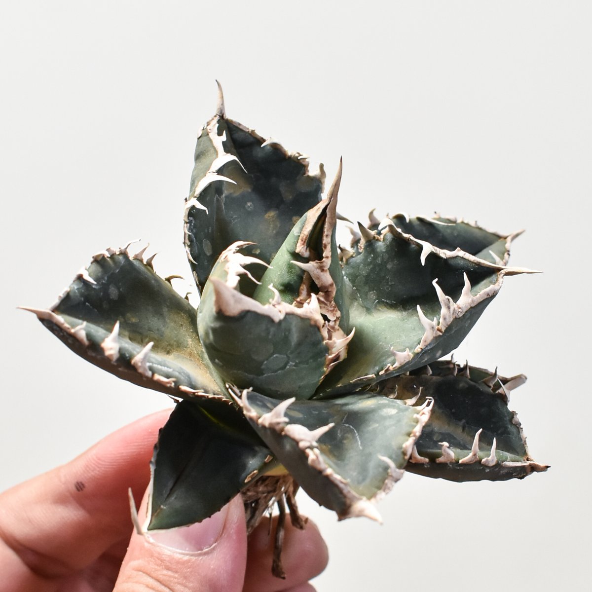 v200 アガベ チタノタ オテロイ 狼人 20240127 アガベ・チタノタ 狼人