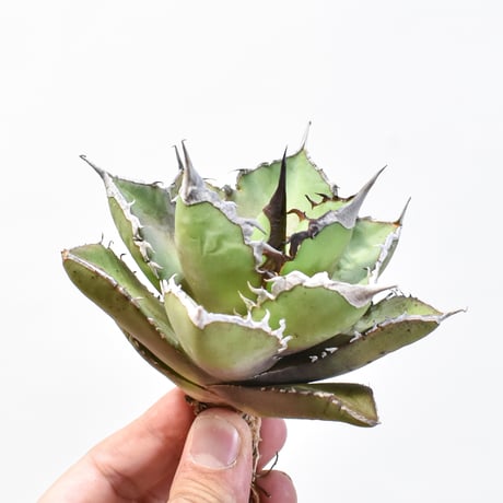 アガベチタノタ白犀牛 | STORES 