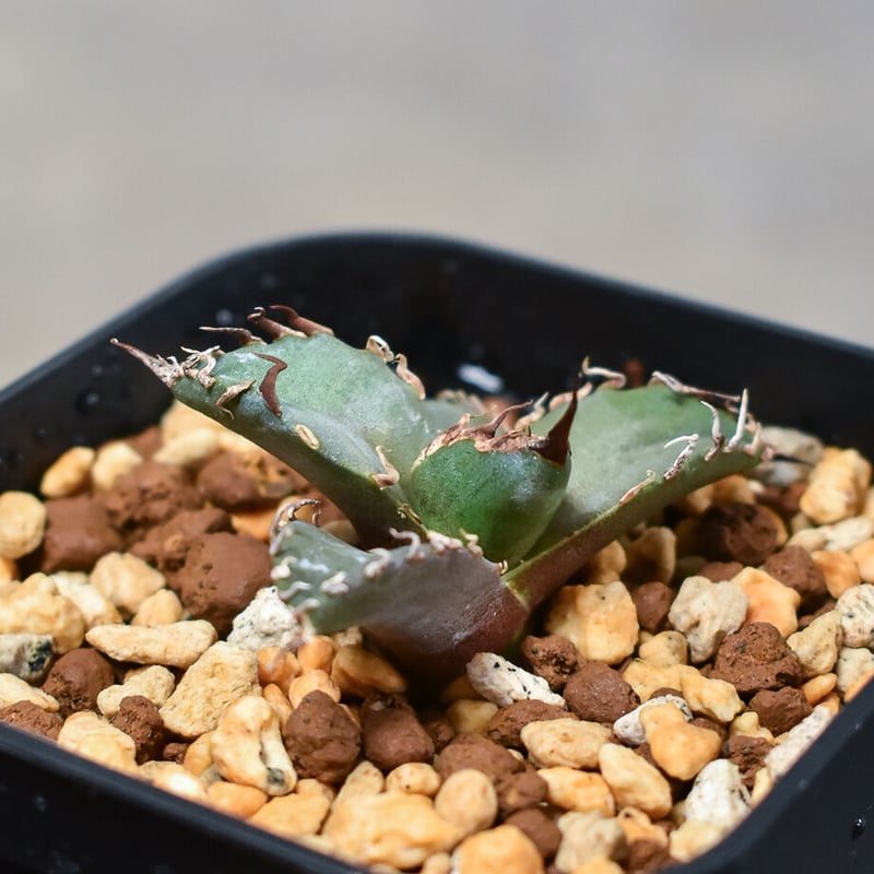 アガベ チタノタ 