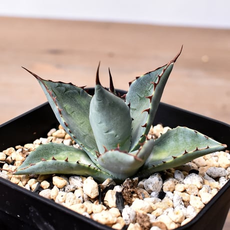 アガベ ハイブリット （パラサナ、イシスメンシス）× 曙光【台湾botanical_seeker産】D RF25011564
