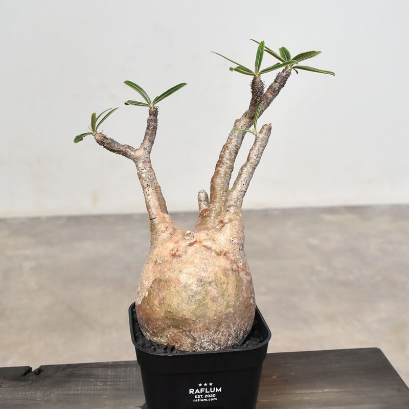 ハイライン　パキポディウム・グラキリス パキポディウム グラキリス-PG350 | Supervoid Caudex