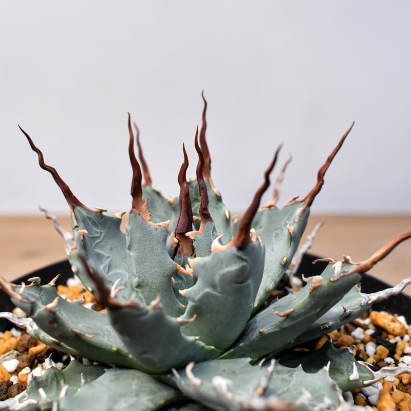 アガベ ハイブリッド 甲蟹 × 妖炎 子株 イシス ネバデンシス