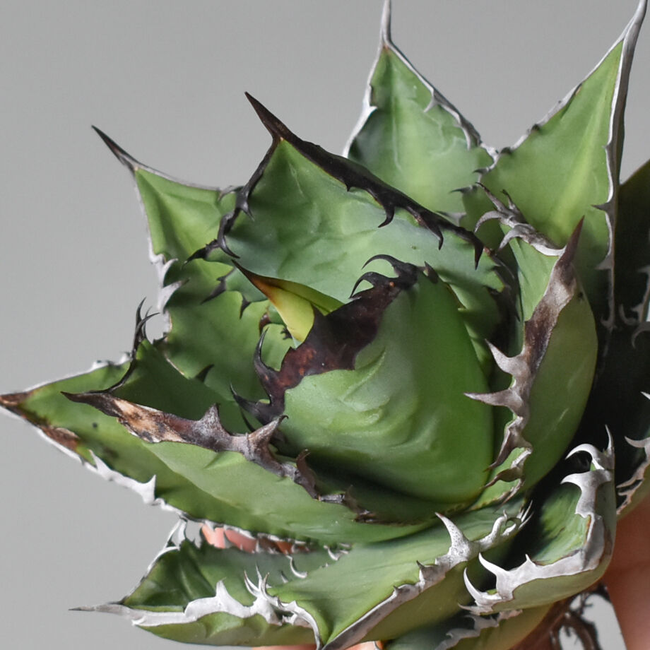 アガベ ハイブリッド トランカータ×オバティフォリア② 'Vanzie