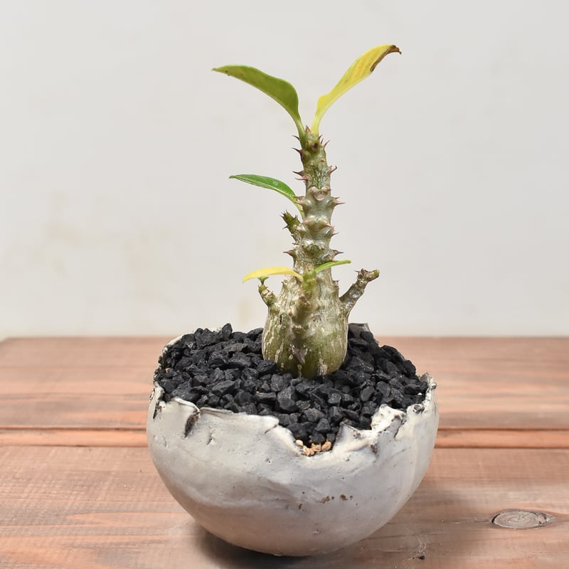 パキポディウム ウィンゾリー 【実生】HK2400028(T) | RAFLUM