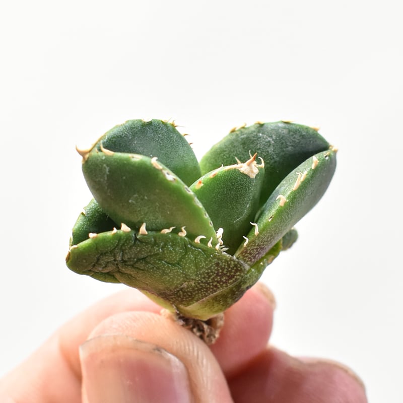 アガベ チタノタ 達摩 Dennis000 子株 アガベ チタノタ 達摩 Dennis000 子株